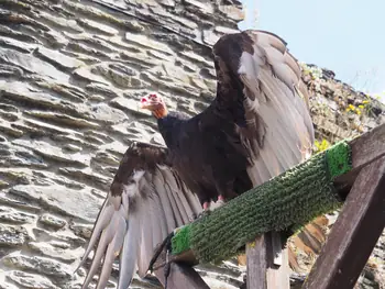 Birds of prey show at Chateau de La Roche-en-Ardenne (Belgium)